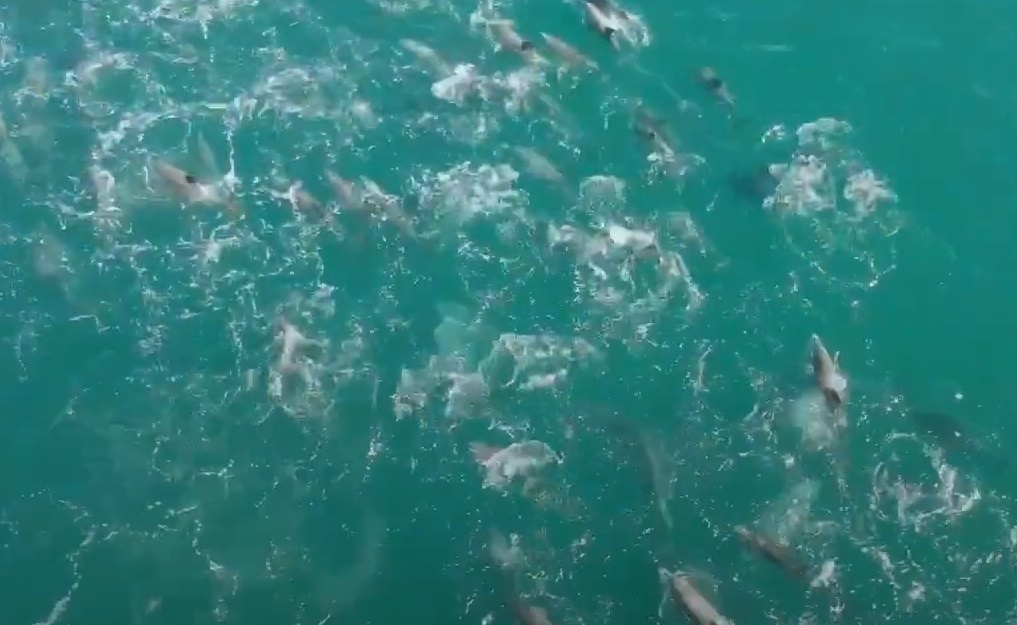 Dan ca heo khong lo choi dua tai bai bien Australia hinh anh