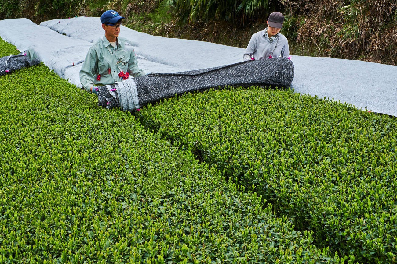 Nghe lam bot matcha doc dao cua nguoi Nhat hinh anh