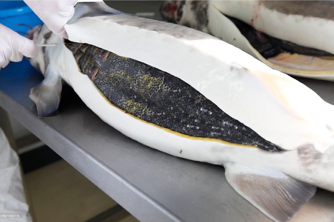 Trung ca dat nhat the gioi duoc lam the nao? hinh anh