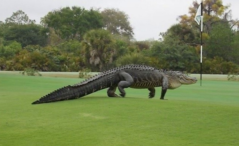 Doi bong phat hoang khi xuat hien ca sau trong san tap hinh anh