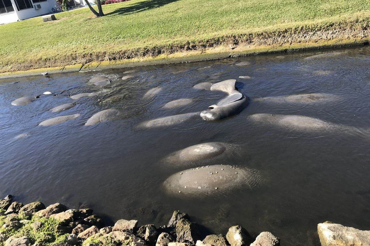 Lon bien chet ky luc o Florida hinh anh