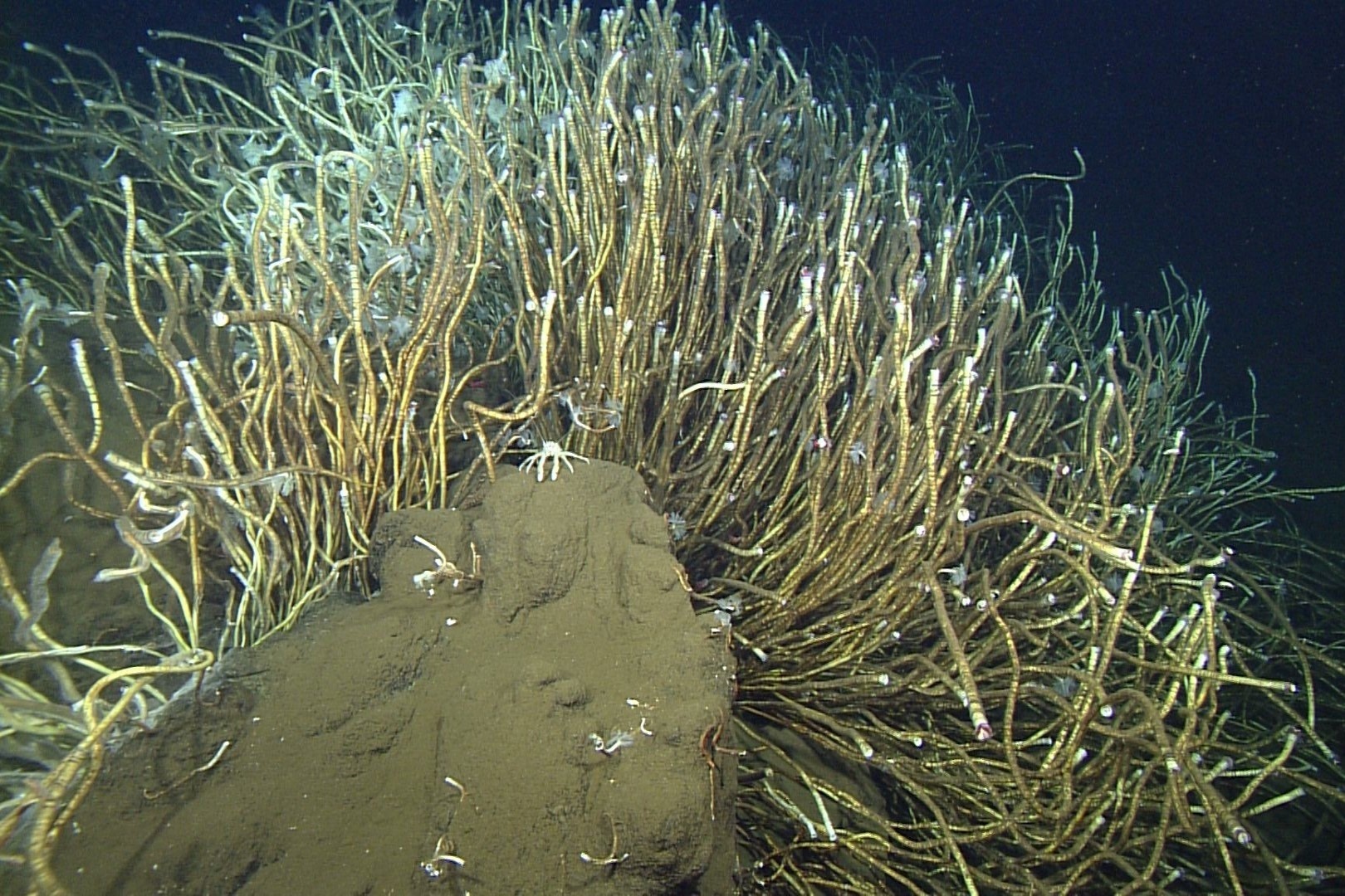 Co gi song duoi day dai duong? hinh anh