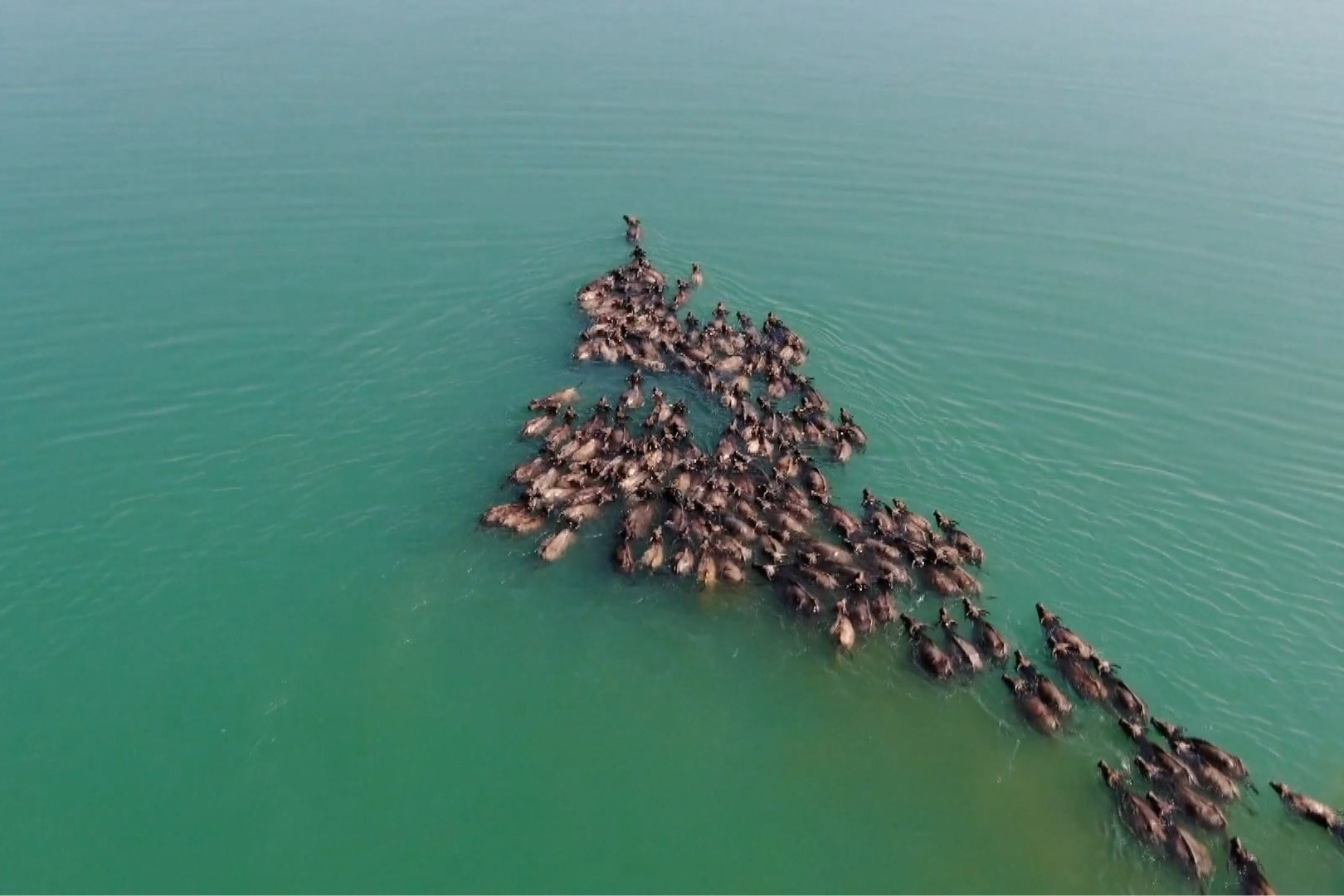 Hang tram con trau bang song an co do nuoc dang cao hinh anh