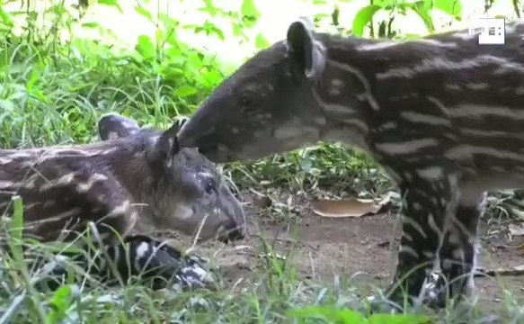 Heo voi Trung My lan dau duoc sinh ra trong vuon thu hinh anh