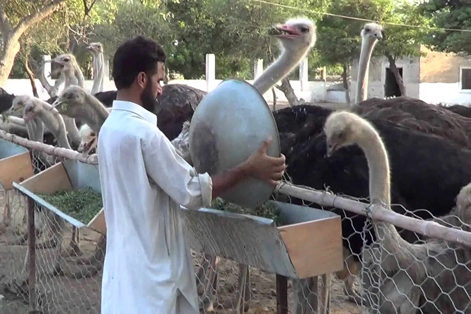 Trang trai nuoi da dieu lay thit cong nghe cao hinh anh