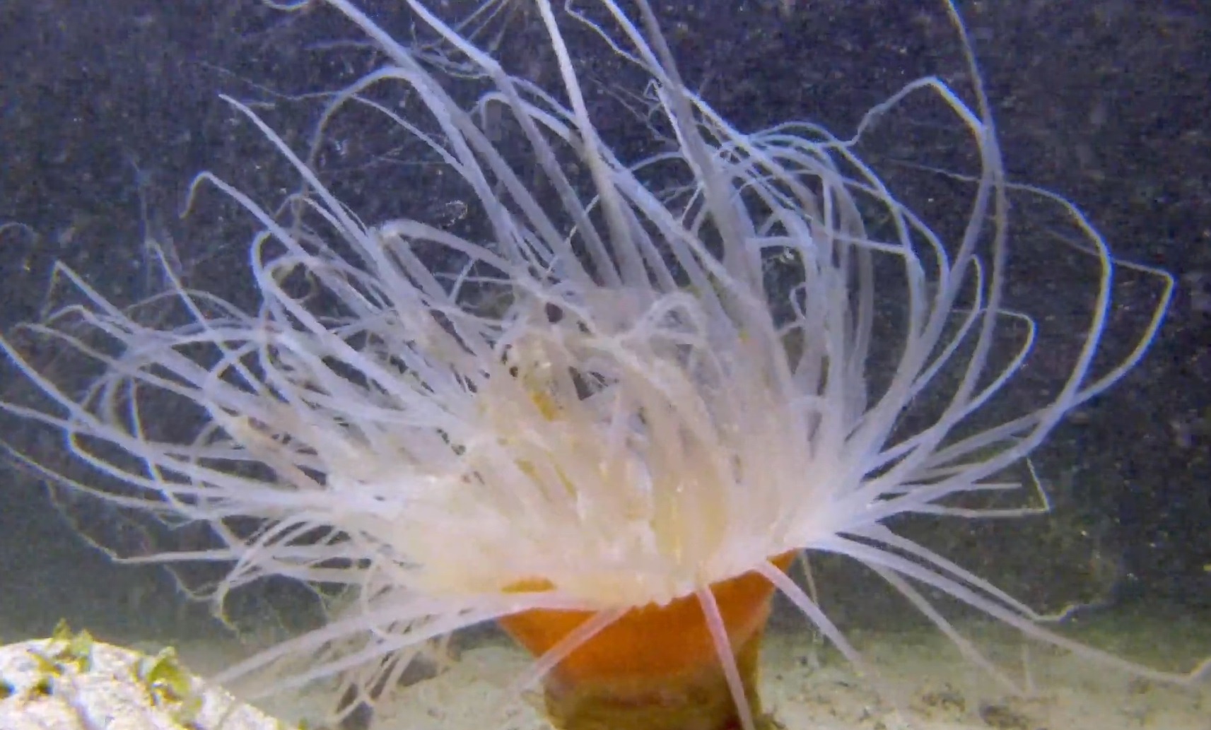 Loai dong vat san moi nguy hiem co ve ngoai nhu mot bong hoa hinh anh