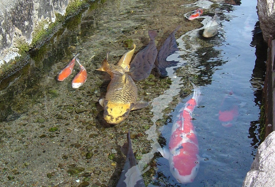 7 dieu ly thu chi co o Nhat Ban hinh anh