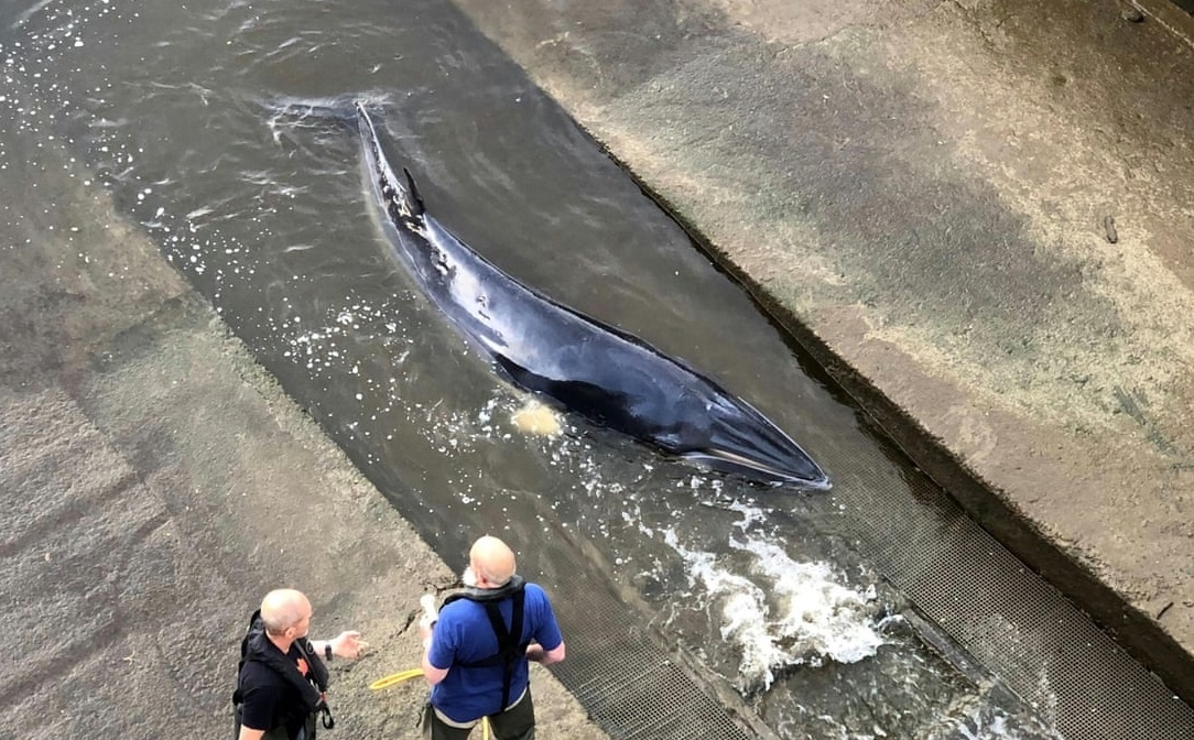 Giai cuu ca voi mac can o song Thames hinh anh