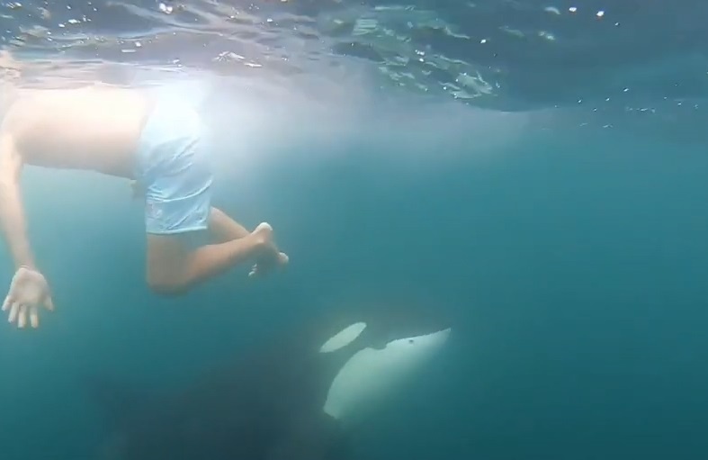 Du khach boi cung dan ca voi sat thu hinh anh