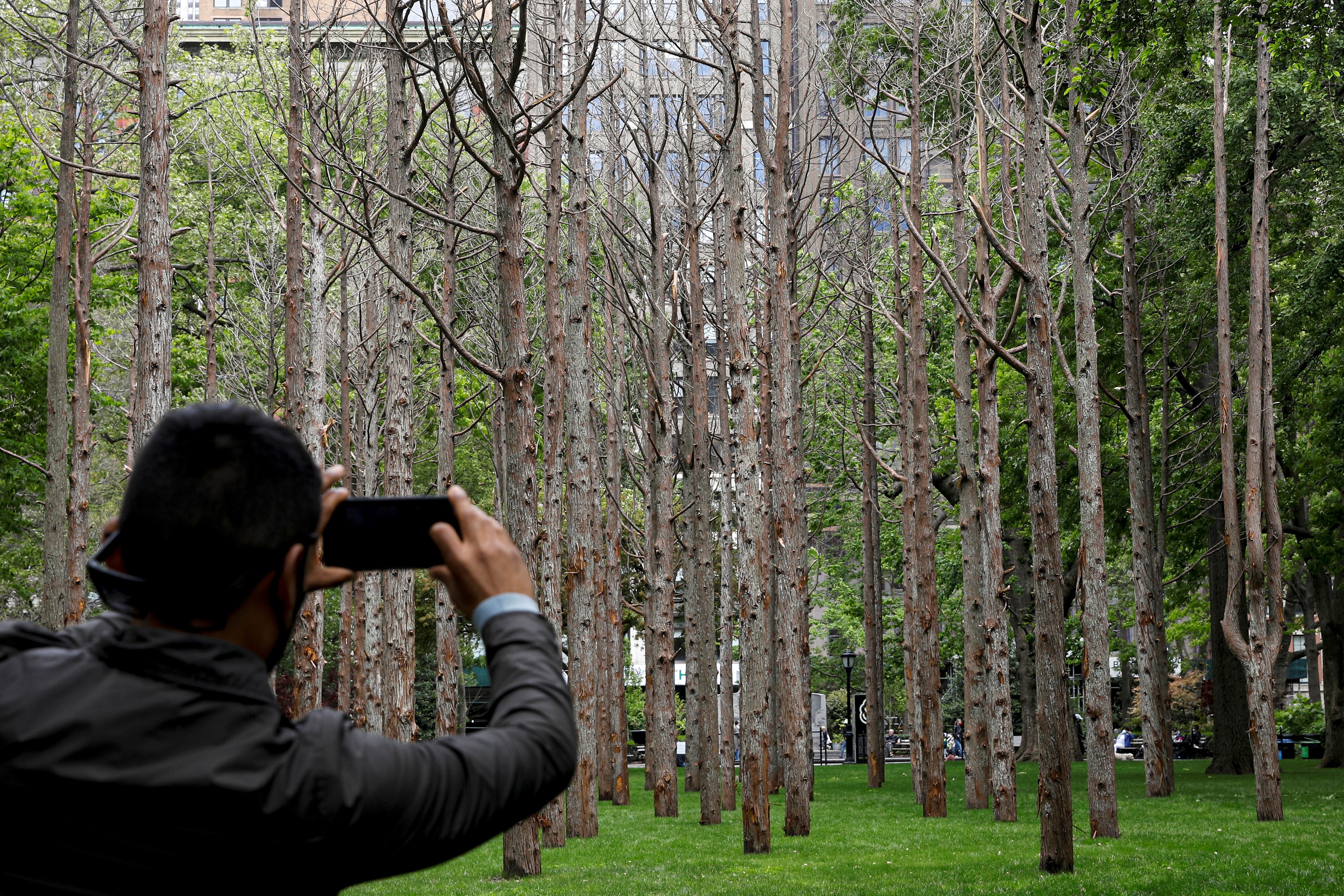 'Khu rung ma' moc giua New York hinh anh