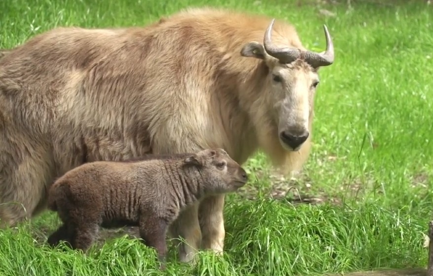 Linh nguu quy hiem lan dau sinh ra trong vuon thu o My hinh anh