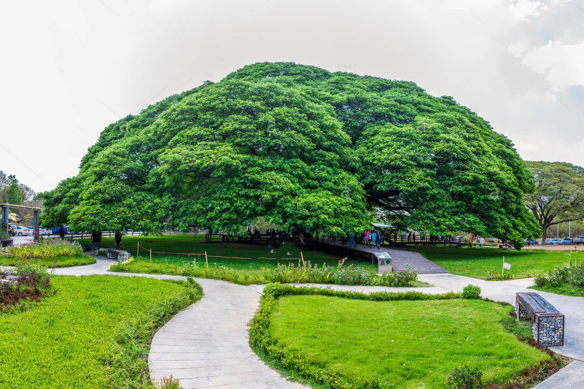 Cay mua khong lo 100 tuoi, tan rong hon 1.600 m2 hinh anh