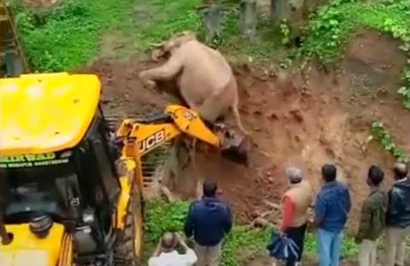 Can cau giai cuu voi ket duoi ho cat o An Do hinh anh