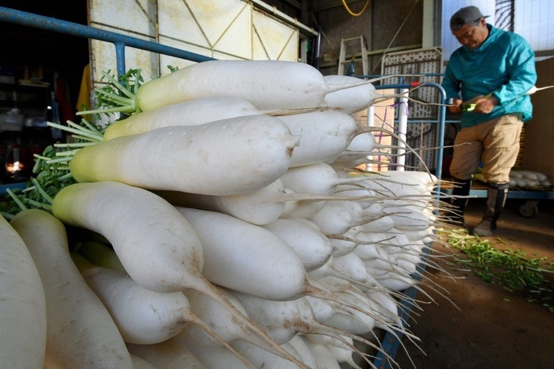 Trang trai cu cai khong lo o Nhat hinh anh