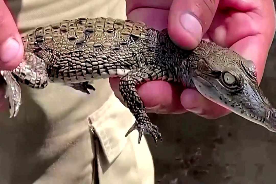 Ca sau Trung My ra doi nho thu tinh nhan tao o Peru hinh anh