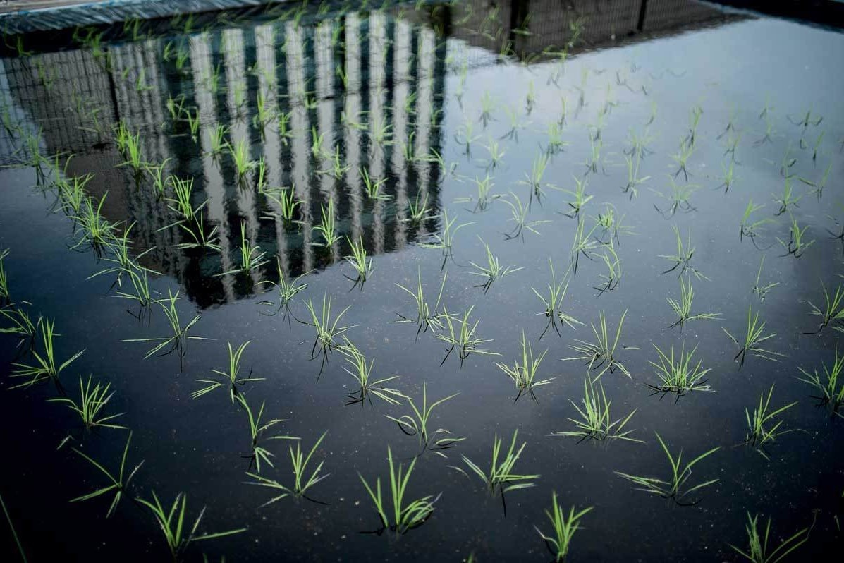 Trong lua, nuoi ong tren mai nha o Nhat hinh anh