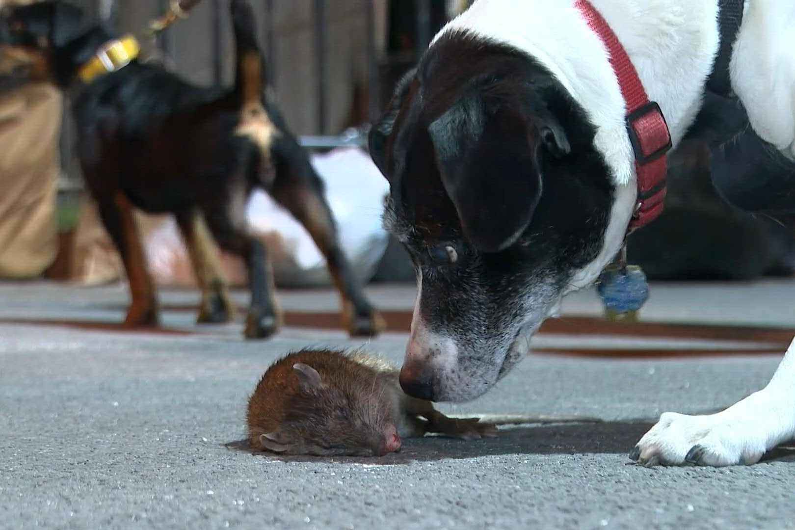 Biet doi cho san chuot dem o New York hinh anh