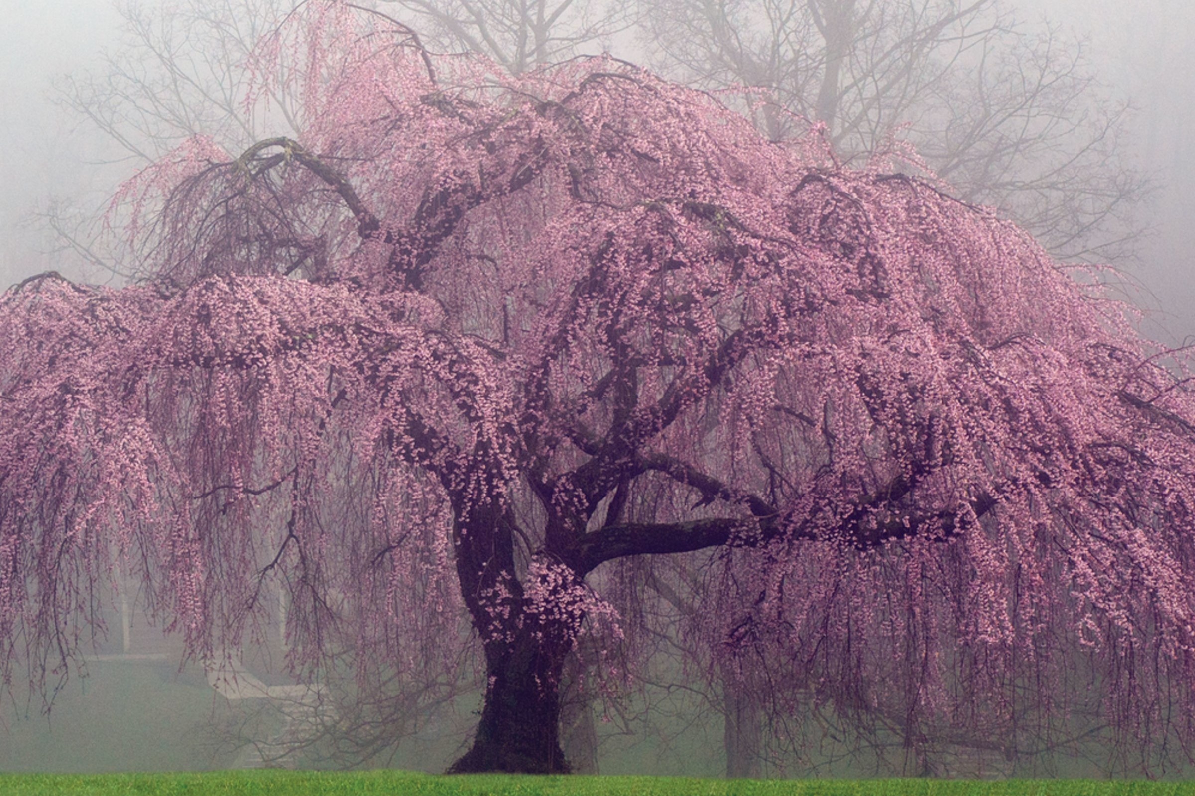 Cach nguoi Nhat cham soc cay anh dao suot ca nam hinh anh