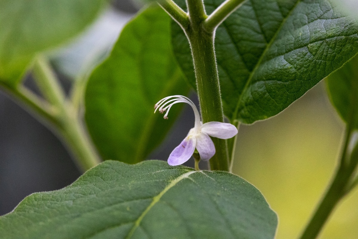 Karomia gigas  ảnh 1 Karomia gigas anh 1