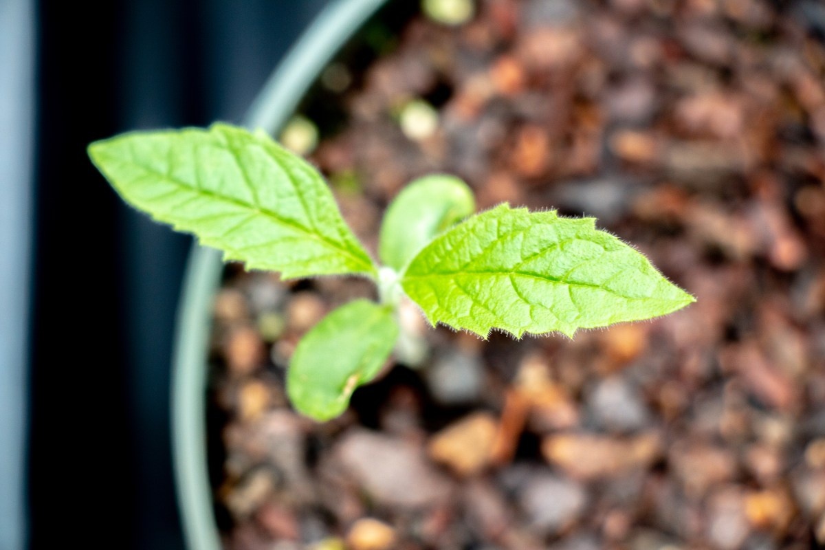 Karomia gigas  ảnh 3 Karomia gigas anh 3