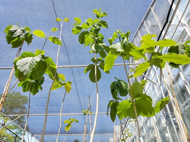 Karomia gigas  ảnh 4 Karomia gigas anh 4