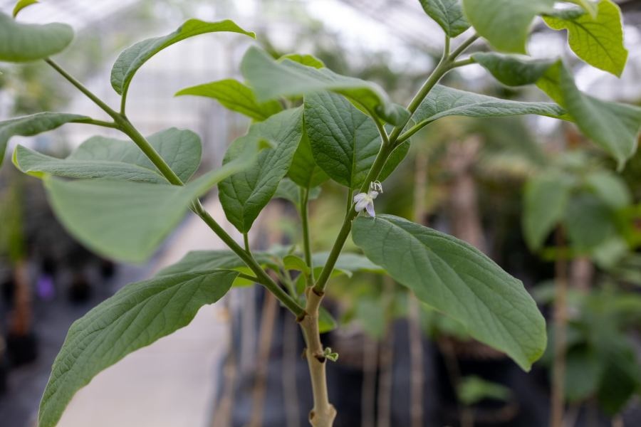 Karomia gigas  ảnh 5 Karomia gigas anh 5
