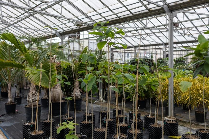 Karomia gigas  ảnh 6 Karomia gigas anh 6