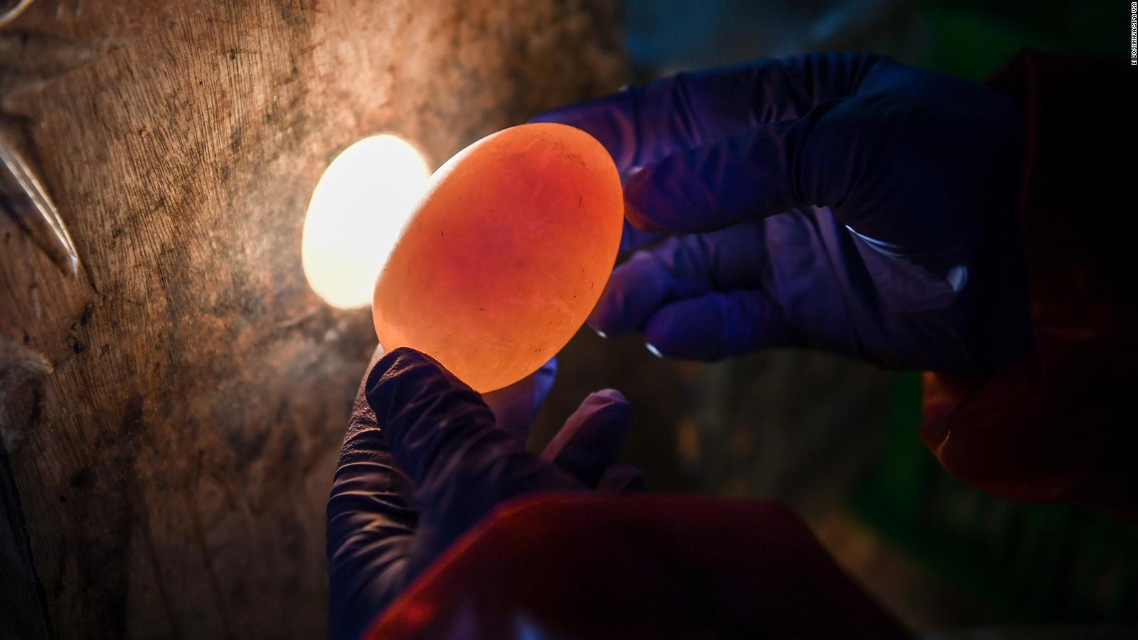 Trung vit muoi hai long do anh 5