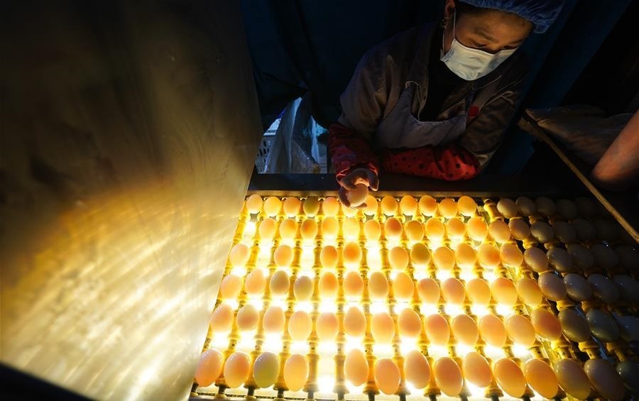 Trung vit muoi hai long do anh 4