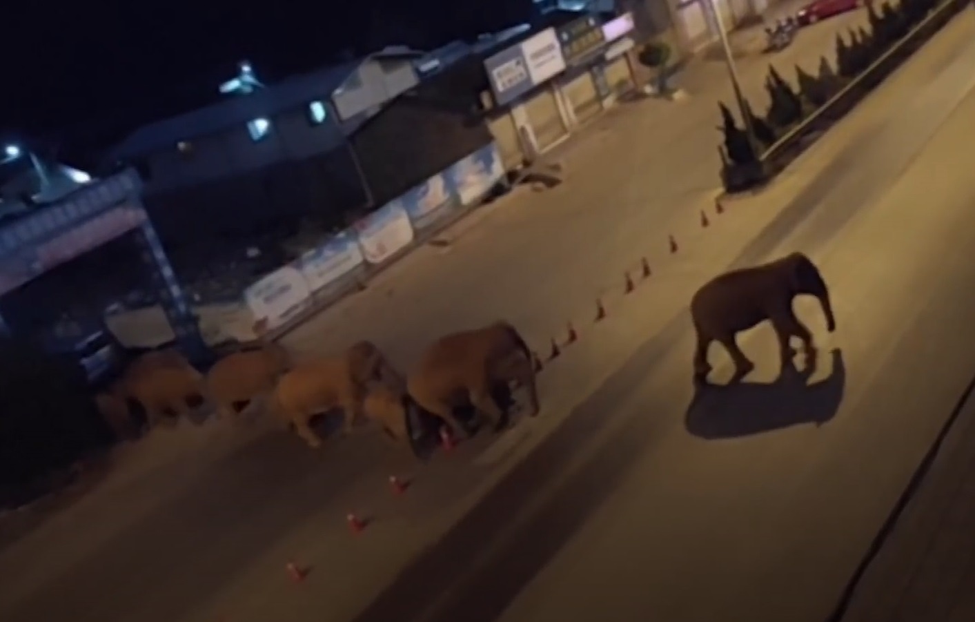 Dan voi hoang da di lac vao thi tran o Trung Quoc hinh anh