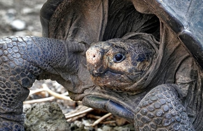 Tim thay ca the rua khong lo o Ecuador hinh anh