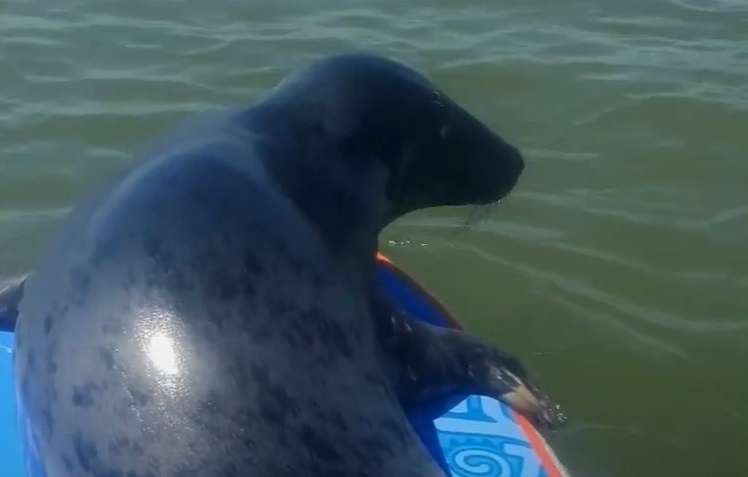 Hai cau treo len van de tam nang o Anh hinh anh