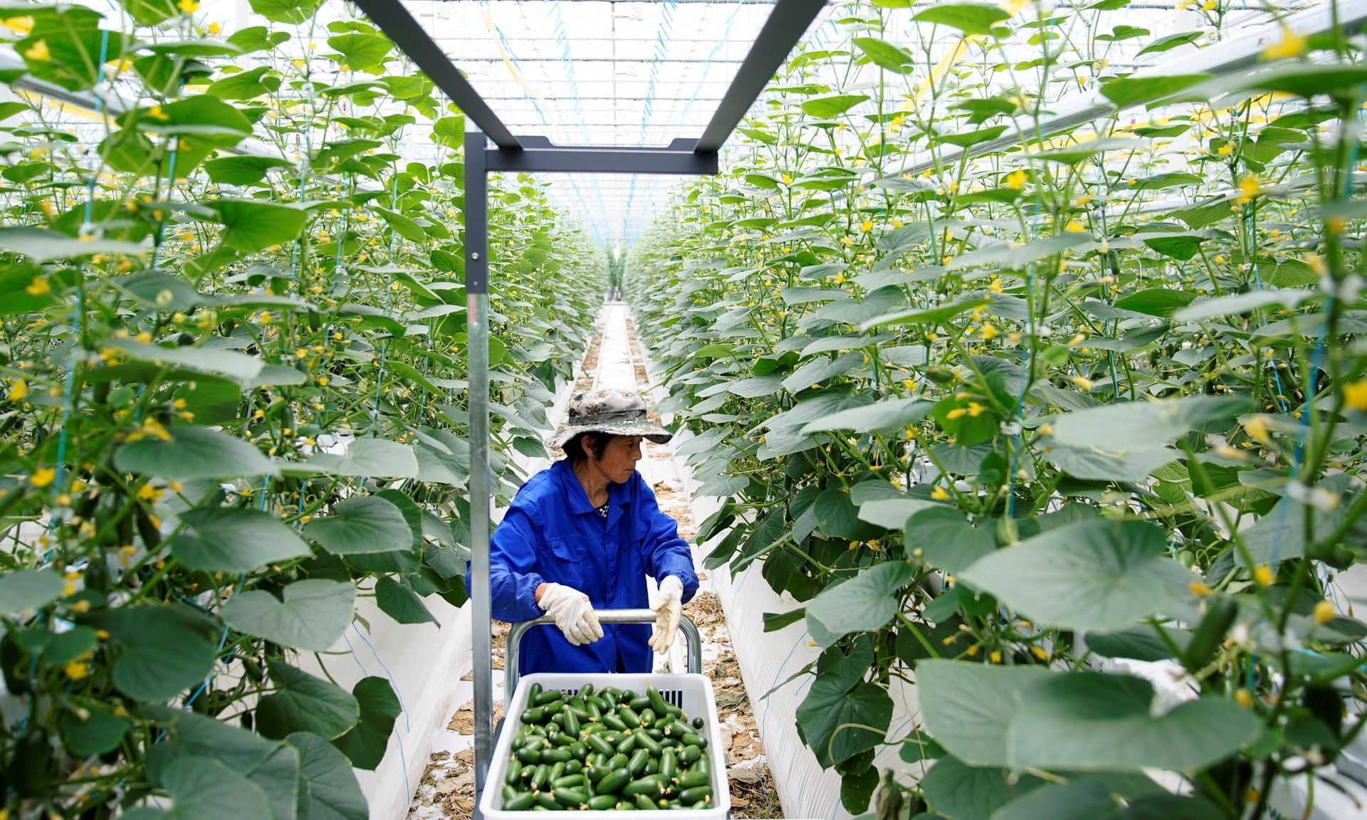 Trong rau trong nha kinh cong nghe cao o Trung Quoc hinh anh