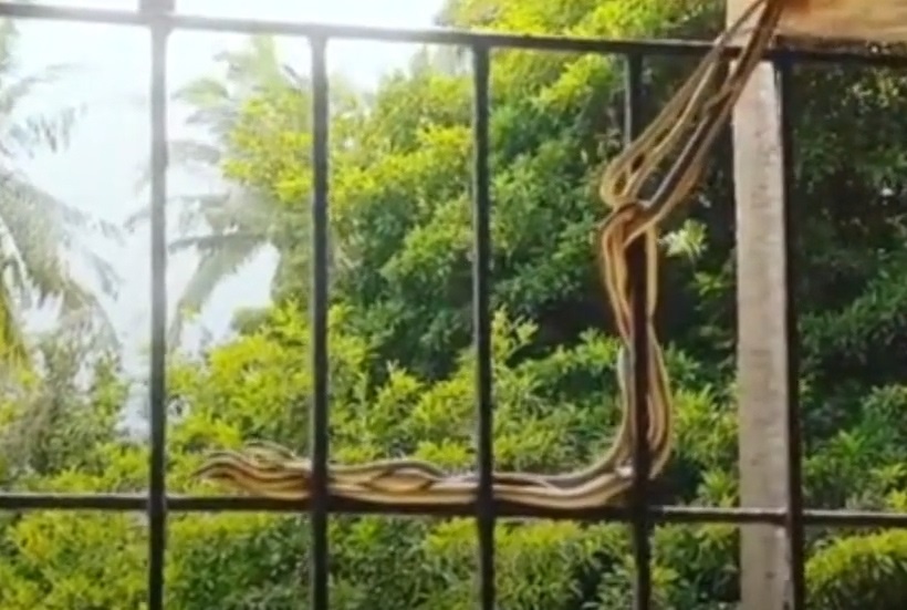 Dan ran bo xuong tu tran nha o An Do hinh anh