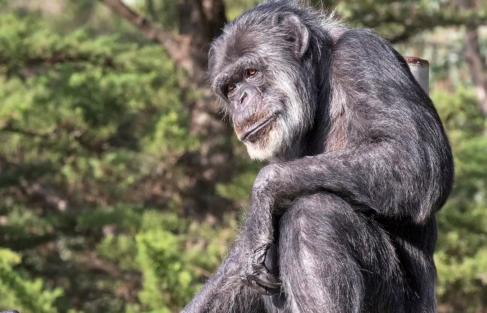 Con tinh tinh duc gia nhat My qua doi o tuoi 63 hinh anh