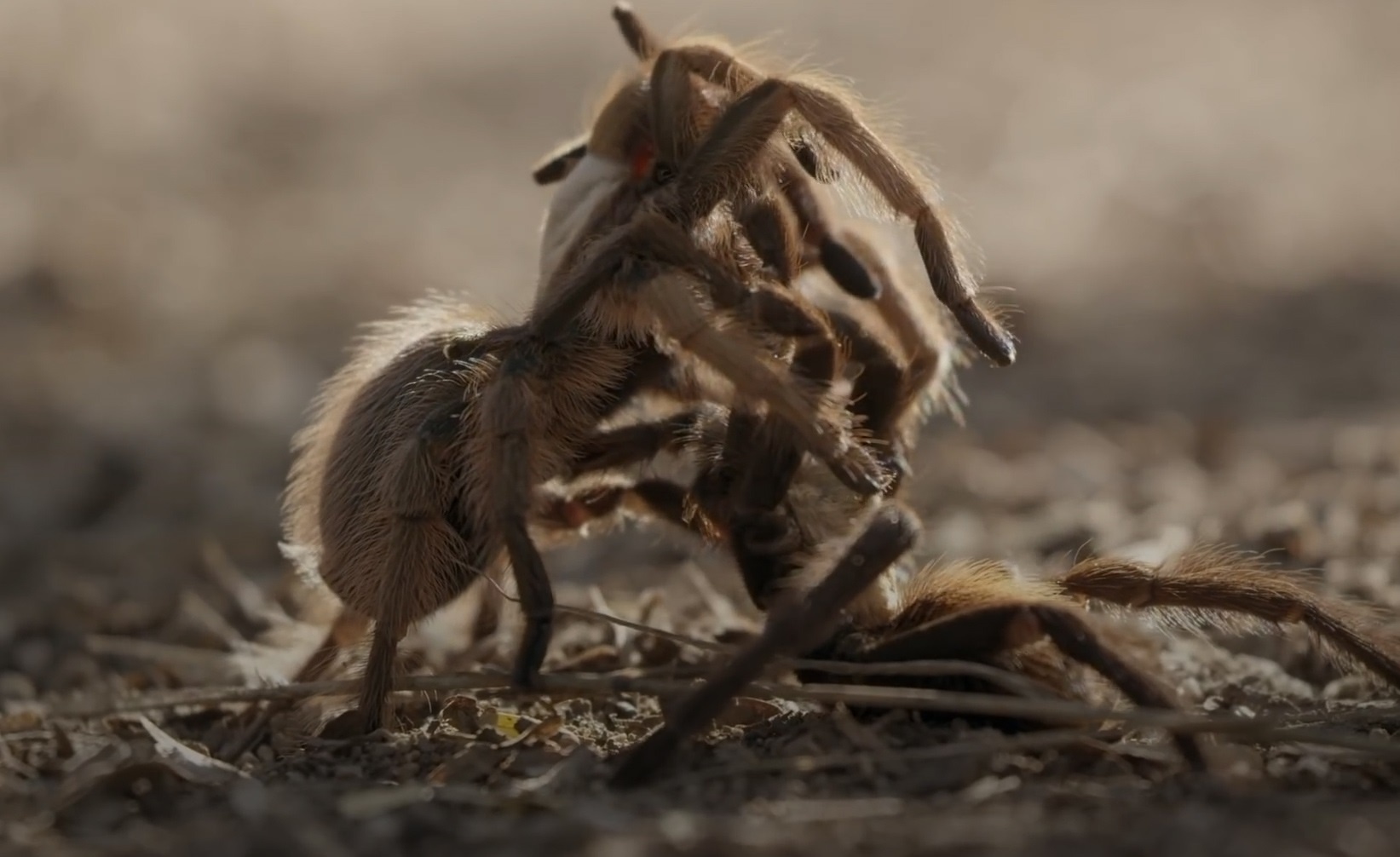 Hanh trinh tim kiem ban doi day nguy hiem cua nhen tarantula hinh anh