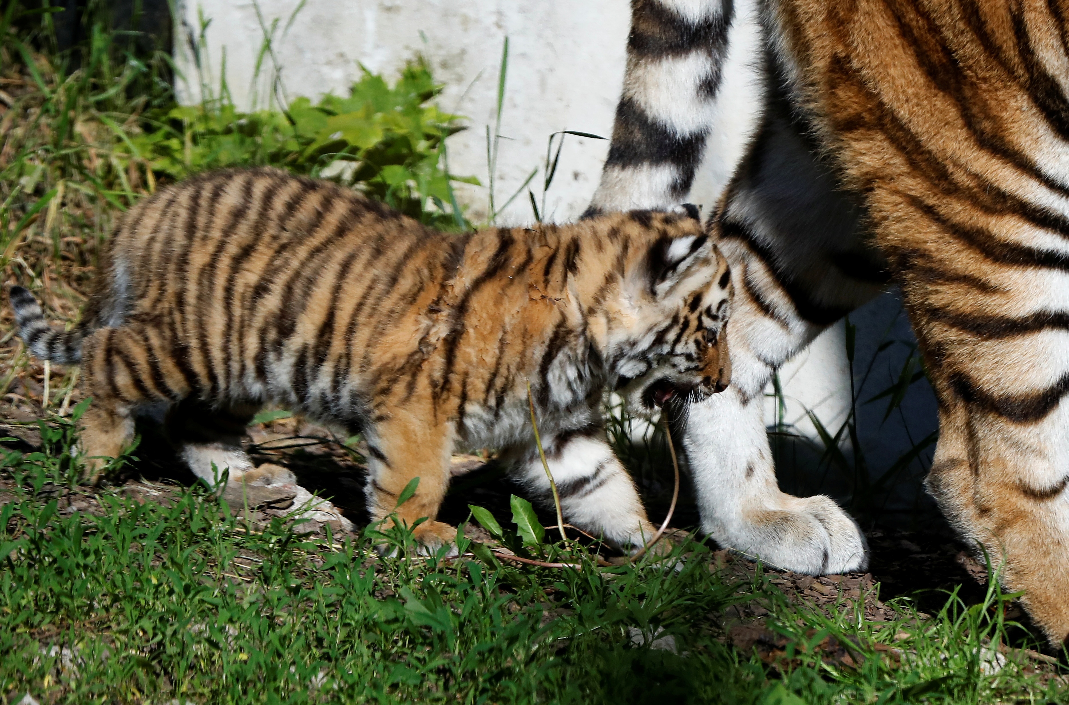 Vuon thu Ba Lan ra mat cap doi ho con Siberia quy hiem hinh anh