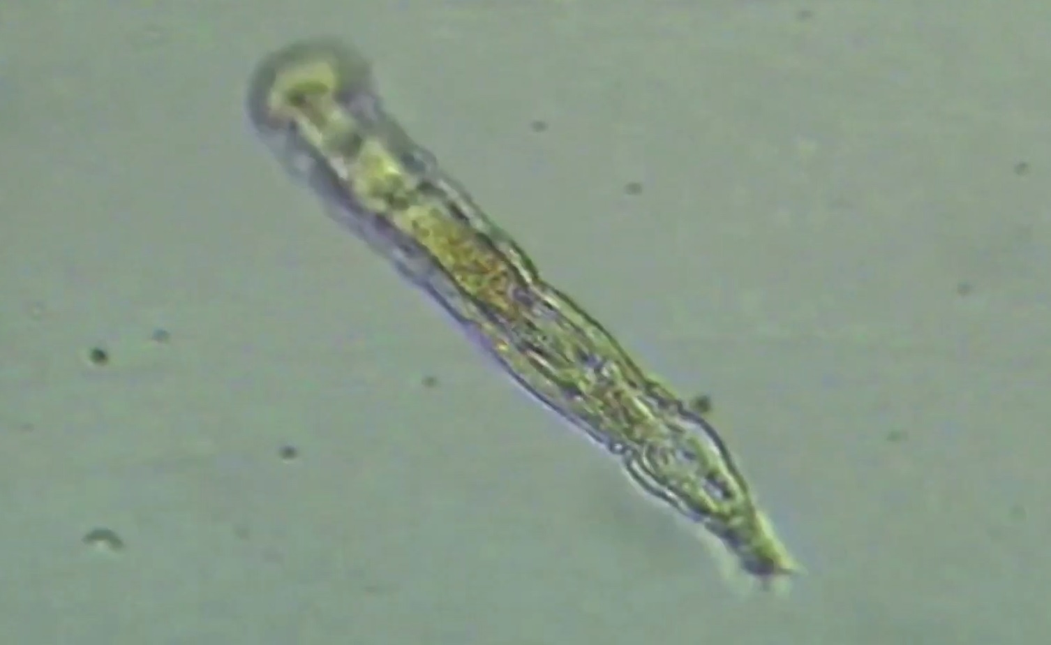 Sinh vat co dai ton tai 24.000 nam trong lop bang vinh cuu o Nga hinh anh