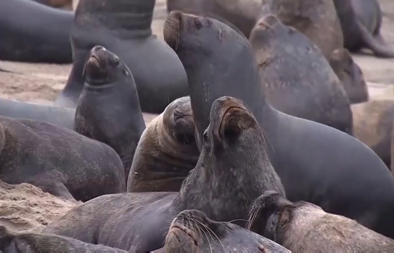 Su tu bien xam chiem thi tran ven bien o Chile hinh anh