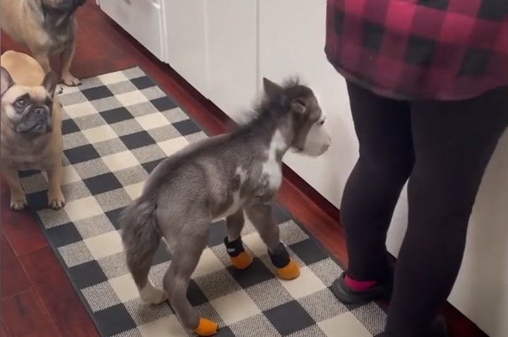 Chu ngua nho nhat the gioi song trong nha nhu vat nuoi hinh anh