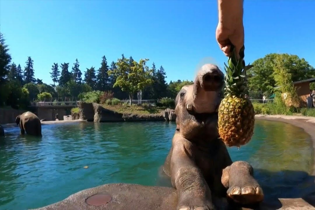 Voi chau A tam ho boi tranh dot nong ky luc o My hinh anh