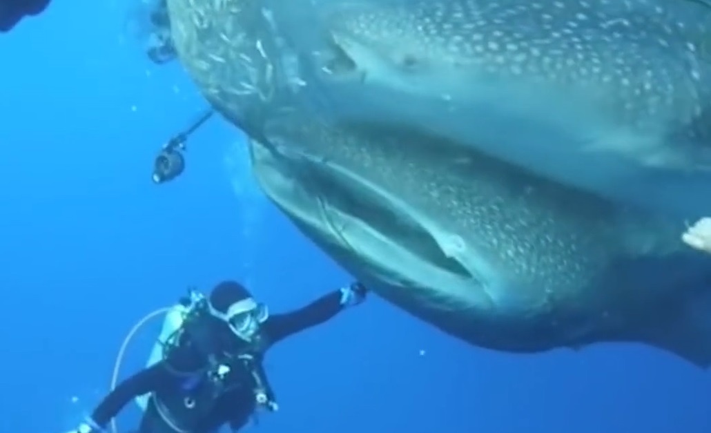 Giai cuu 4 con ca map voi mac ket trong luoi o Indonesia hinh anh