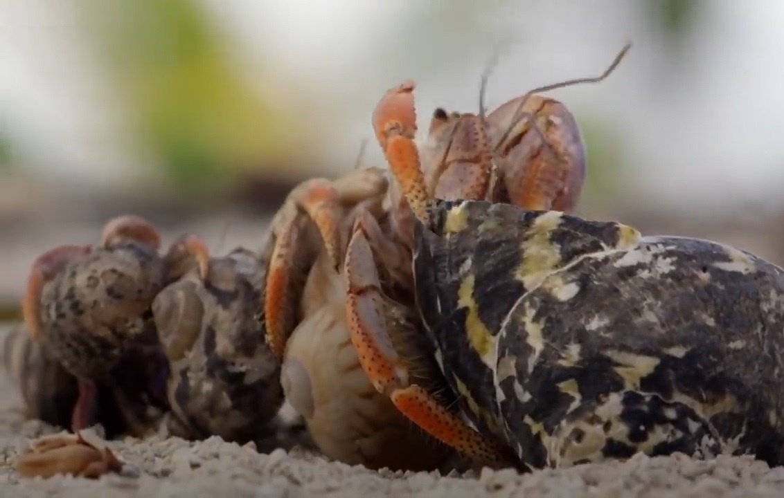 Cua an si xep hang doi vo hinh anh