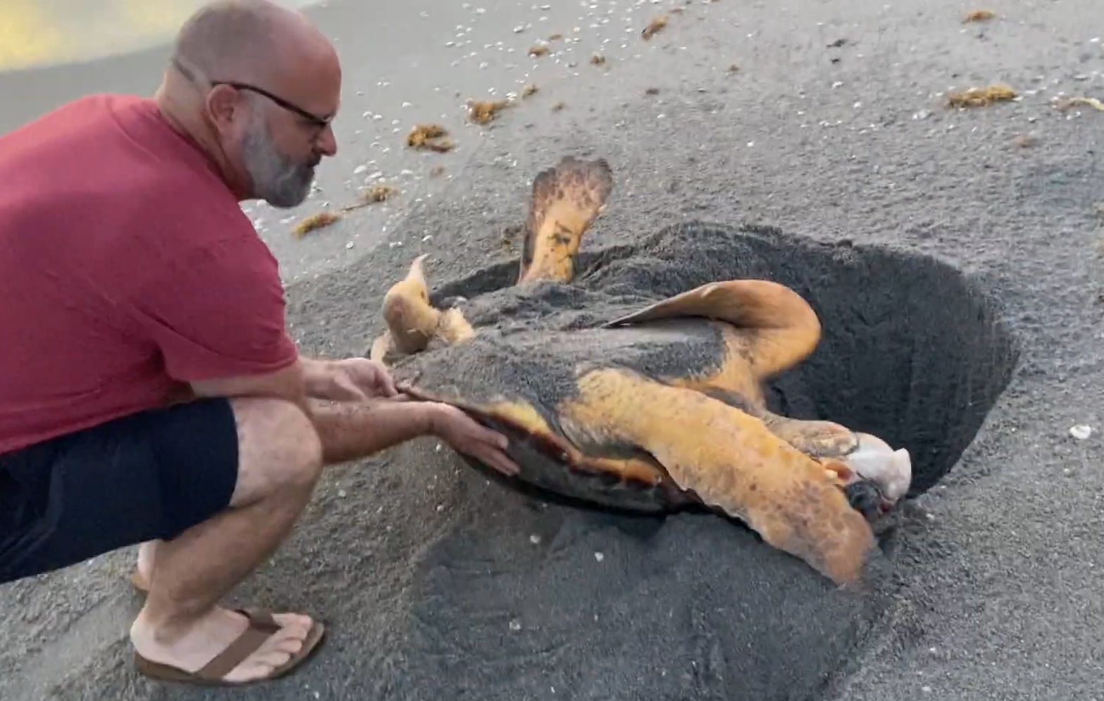 Giai cuu rua bien khong lo tren bai bien o My hinh anh