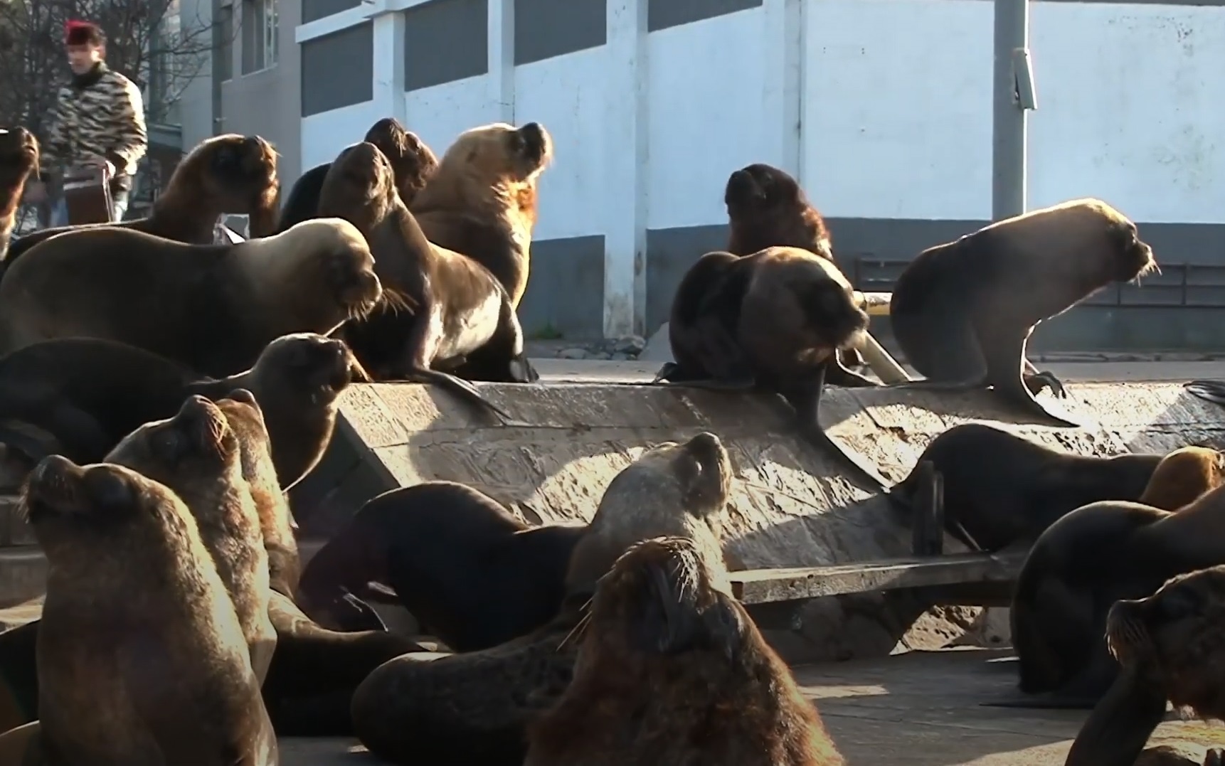 Su tu bien xuat hien khap noi trong thanh pho o Argentina hinh anh