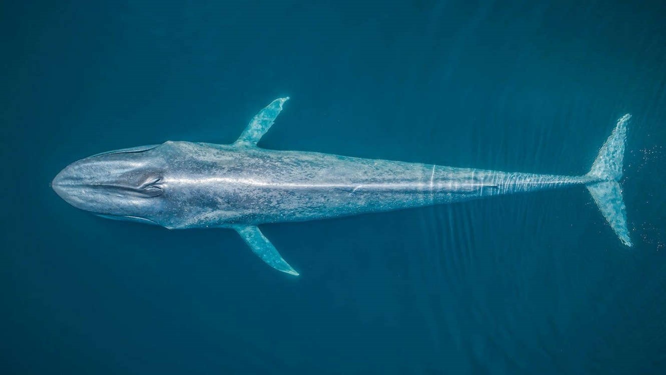 Anh dep ve dai duong anh 5