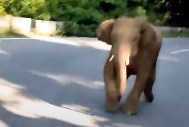 Voi con doa nguoi di duong o An Do hinh anh