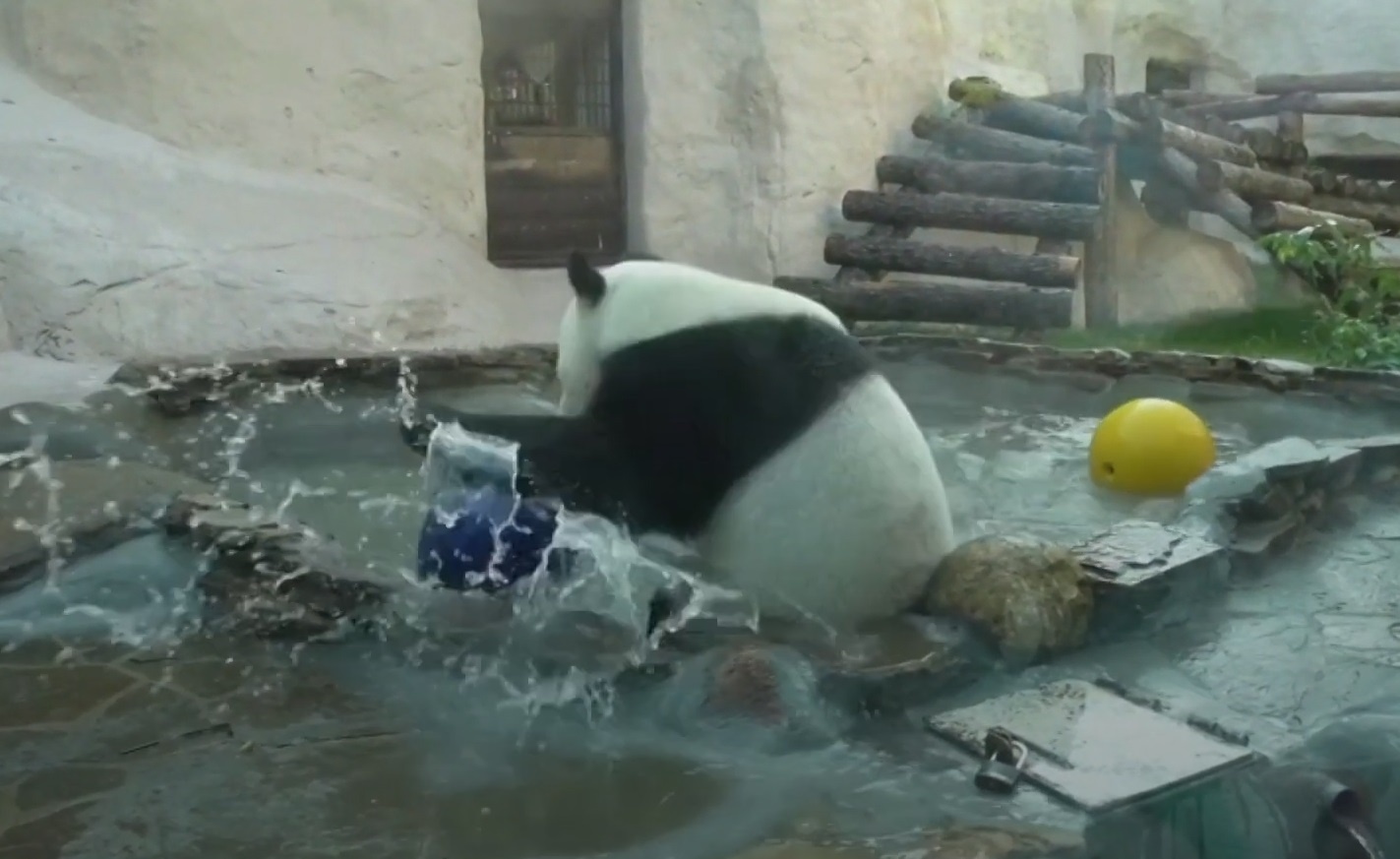 Gau truc va gau Bac Cuc tam be boi hinh anh