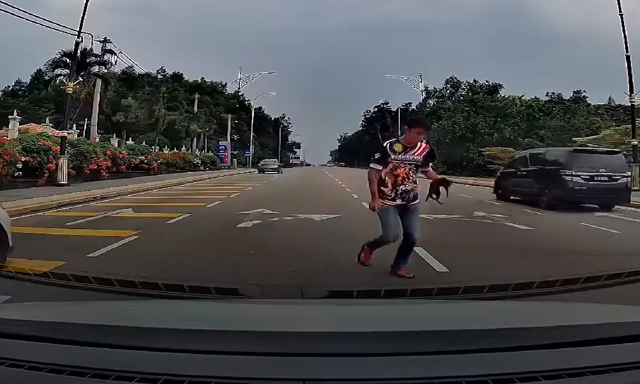 Tai xe dung xe giua duong cuu meo o Malaysia hinh anh