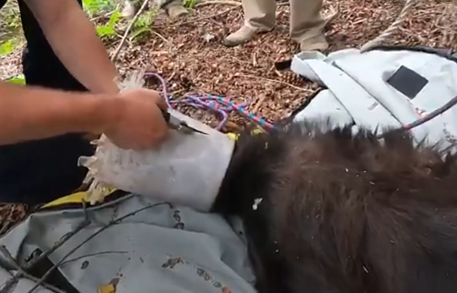 Giai cuu gau bi ket dau trong mang nhua o My hinh anh